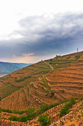 Framed Les Bessards Vineyard, Tain-la&#39;Hermitage, France Print