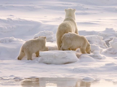 Framed Polar Bear in Churchill Print