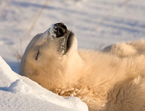 Framed Sleeping Polar Bear Print