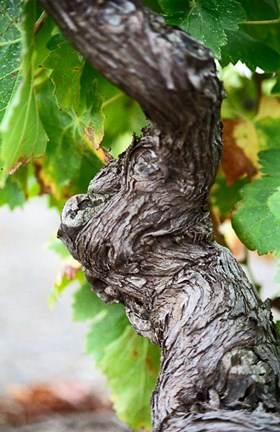 Framed Branch of Old Vine with Gnarled Bark Print