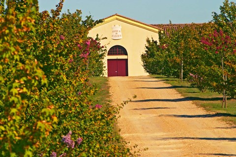 Framed Petit Verdot Vines and Winery Print