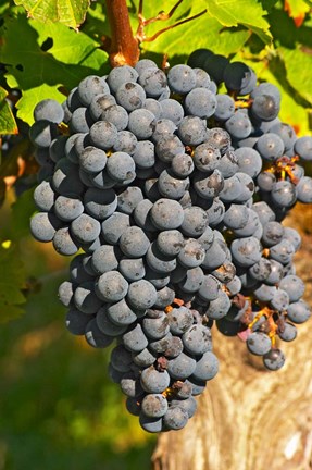 Framed Petit Verdot Vineyard, Chateau Pey la Tour, France Print
