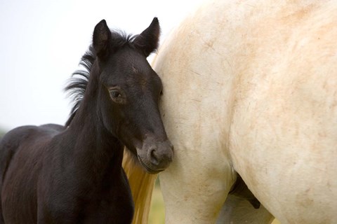 Framed Eiffel Tower in Twilight and Rain Print