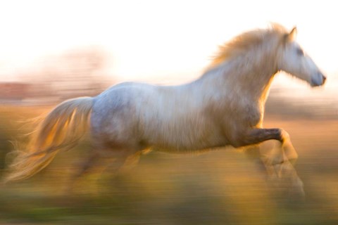 Framed Louvre at Twilight, Paris, France Print
