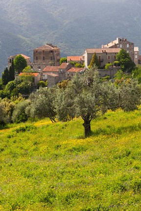 Framed Olive Groves, Ste-Lucie de Tallano Print