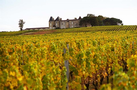 Framed Vineyard and Medieval Chateau Print