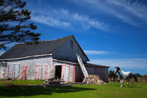 Framed Weathered barn and horse, Guysborough County, Nova Scotia, Canada Print