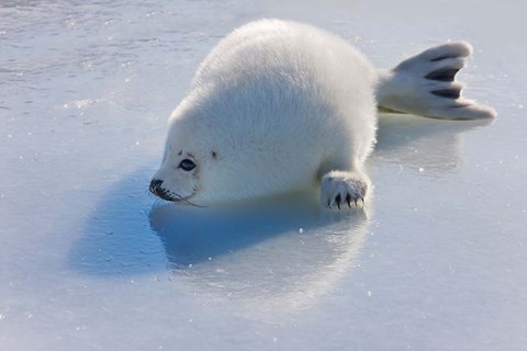 Framed Harp Seal Pup on Ice Print