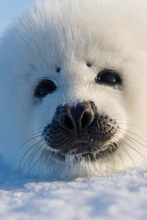 Framed Harp Seal Pup, Canada Print