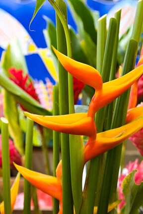 Framed Heliconia Flower, Seafront Market Print