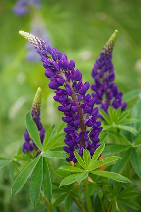 Framed Lupine Flowers Print