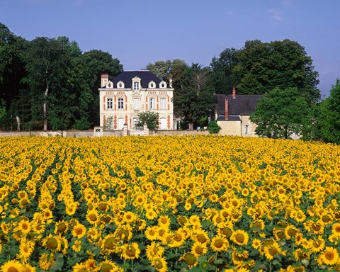 Framed Sunflowers and Chateau, Loire Valley, France Print