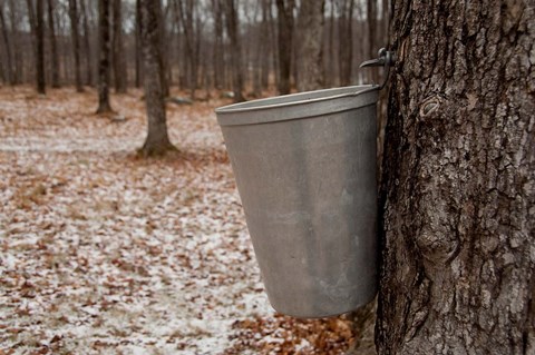 Framed Maple Trees in Quebec Print