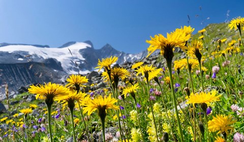 Framed Rough Hawkbit, Zillertal Alps Print