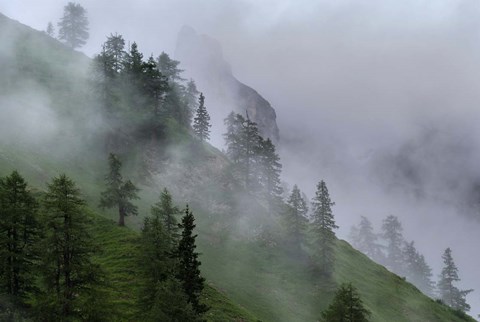 Framed Forest in Tyrol, Austria Print