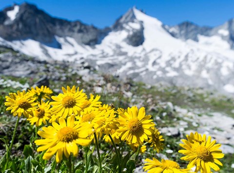 Framed Doronicum Flowers, Nationalpark Hohe Tauern Print