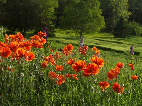 Framed Shampers Bluff Poppies Print