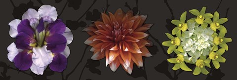 Framed Floral Burst IV Print