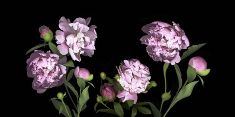 Framed Peonies Print