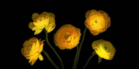 Framed Yellow Ranunculus 3 Print