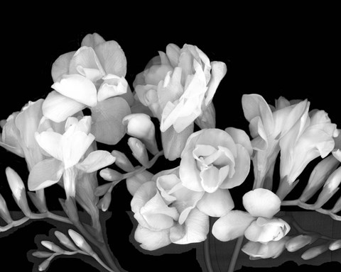 Framed Freesia III Print