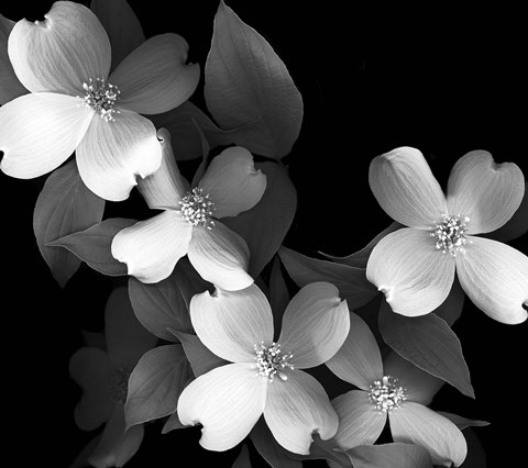 Framed Dogwood (black &amp; white) Print