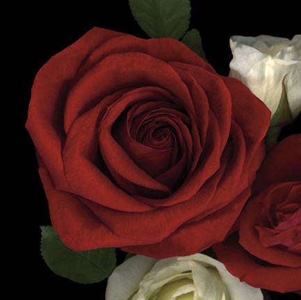 Framed Red Rose Print