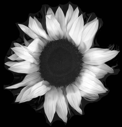 Framed Sunflower 1 Print