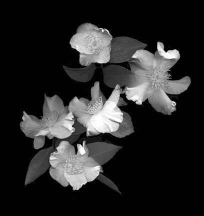 Framed White &amp; Pink Camellia Print