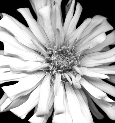 Framed Zinnia I Print