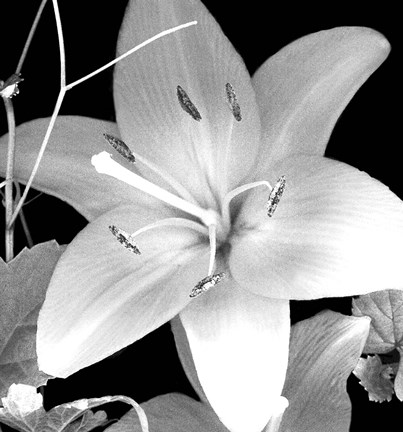 Framed White Lily II Print