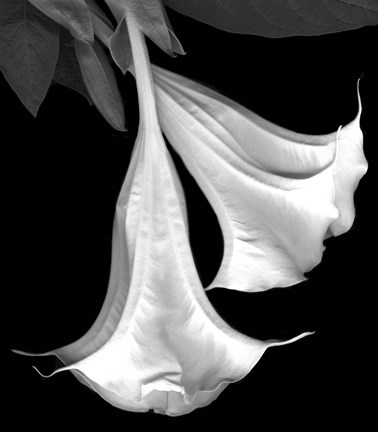 Framed Trumpet Flower Print