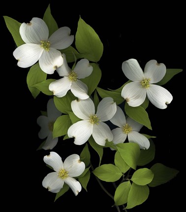 Framed Dogwood Print