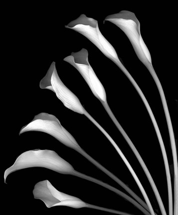 Framed Crystal Blush Calla Lilies Print