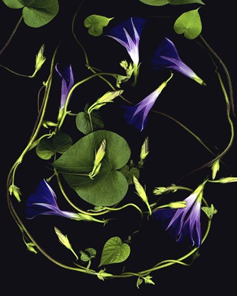 Framed Morning Glory Print