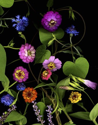 Framed Summer &#39;06 Zinnia Print