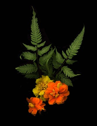 Framed Ferns &amp; Marigolds Print