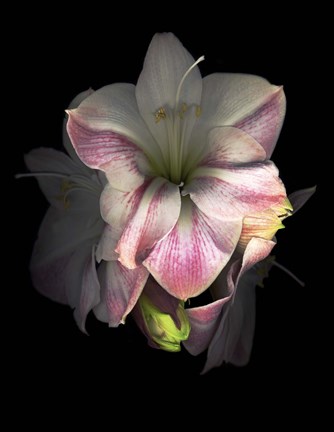 Framed Amaryllis Print