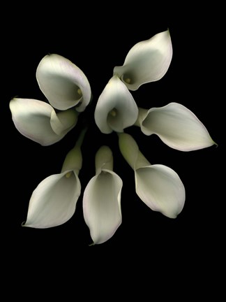 Framed Crystal Blush Calla Lily 2 Print