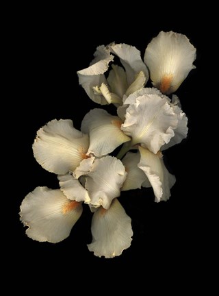 Framed Peach Iris Print