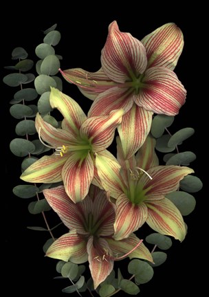 Framed 4 Red &amp; White Amaryllis &amp; Eucalyptus Print