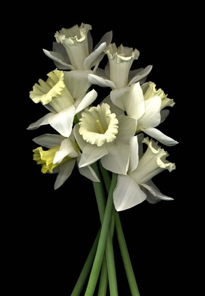 Framed Daffodils 3 Print