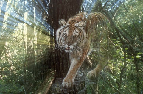 Framed Pursuit Print