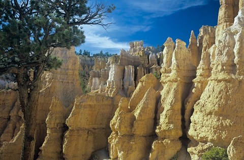 Framed Bryce Canyon F Print