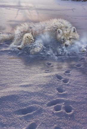 Framed Arctic Tracks Print