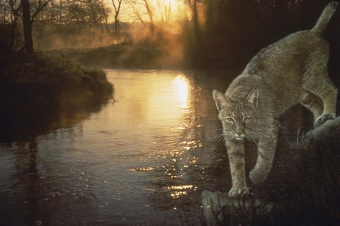 Framed Misty Water Morn Print