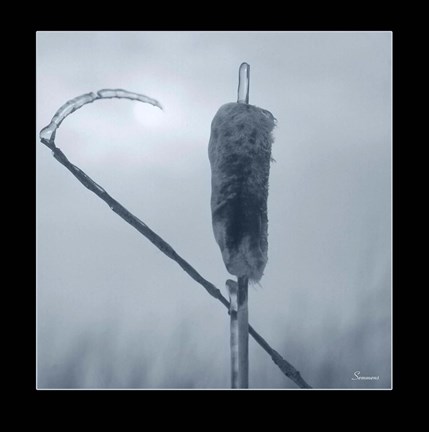 Framed Ice Cattail 2 Print