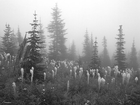 Framed Evergreens And Field Mist 7 Print