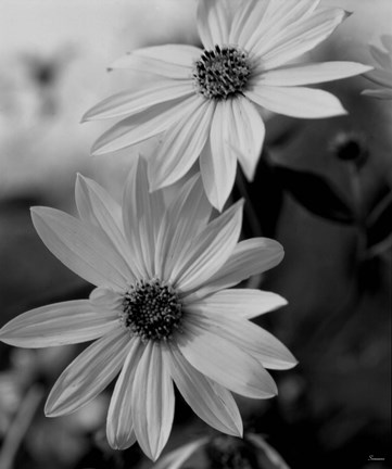 Framed Wildflowers 1 Print