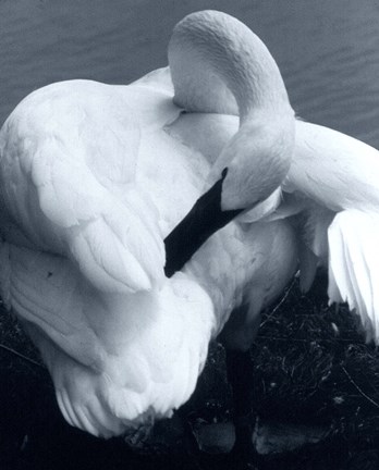 Framed Snow Goose Print